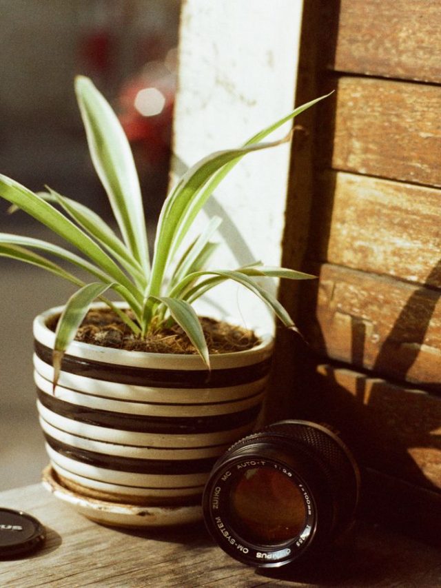 पानी की कमी के संकेत देता है Spider Plant, ऐसे पहचाने