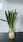 Spring Onion की जड़ों को फेकें नहीं, ऐसे बार-बार आएंगी नई पत्तियां