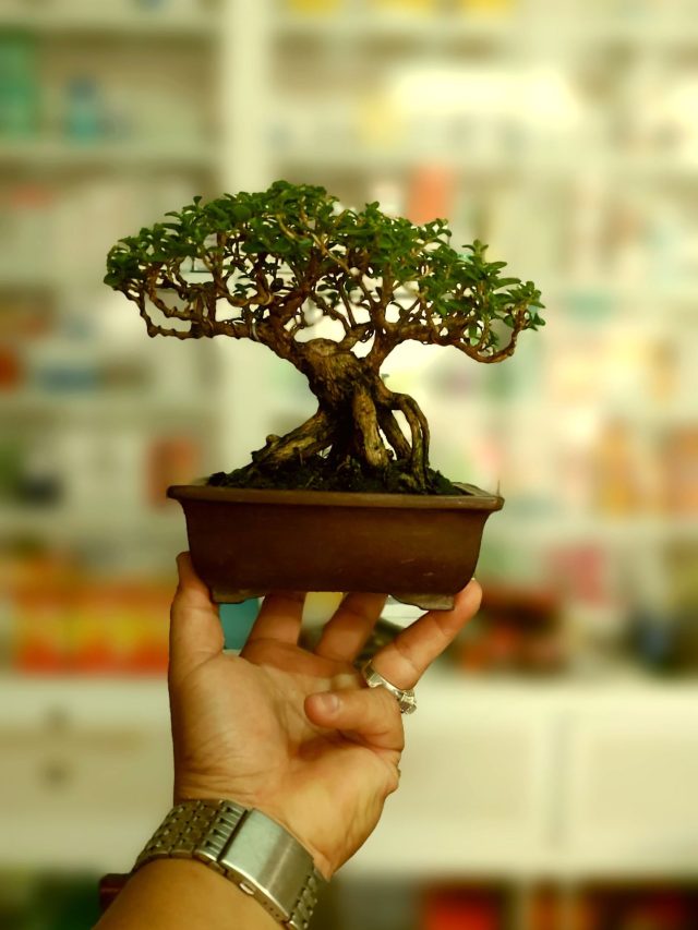 বাড়িতে নিজেই তৈরি করুন বনসাই, সহজ উপায়