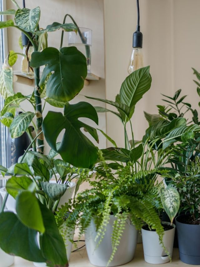 घर में नहीं आती धूप! लगाएं ये Indoor Plants, अपनाएं ये टिप्स