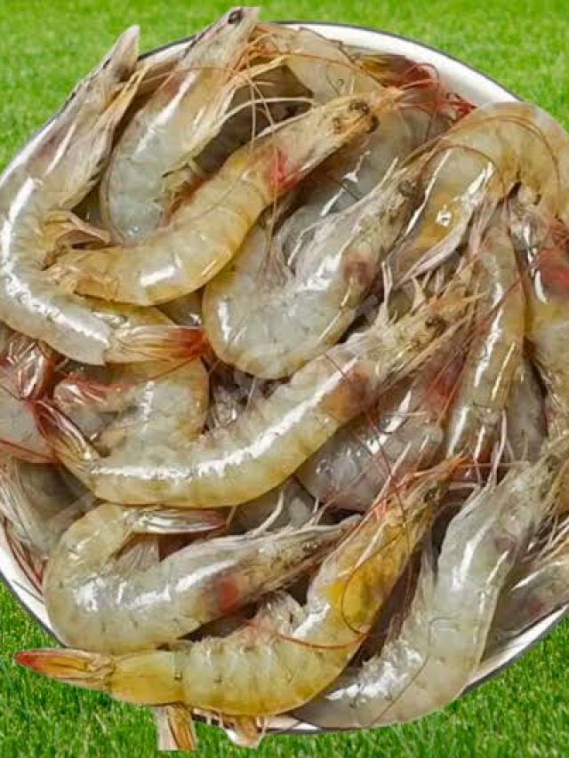 চিংড়ি টাটকা বুঝবেন কী করে? মাছওয়ালার টিপস