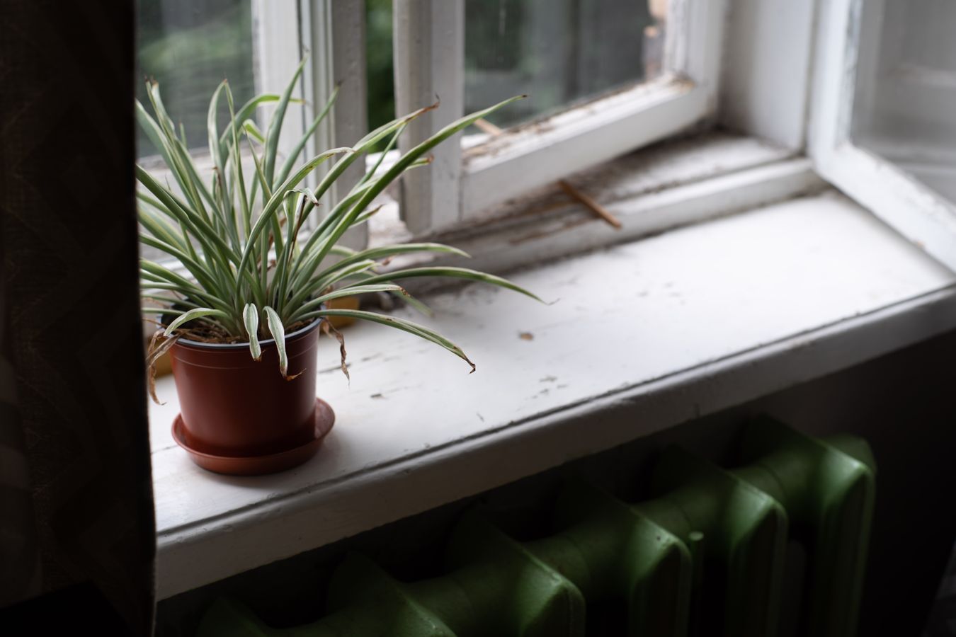 पानी की कमी के संकेत देता है Spider Plant, ऐसे पहचाने