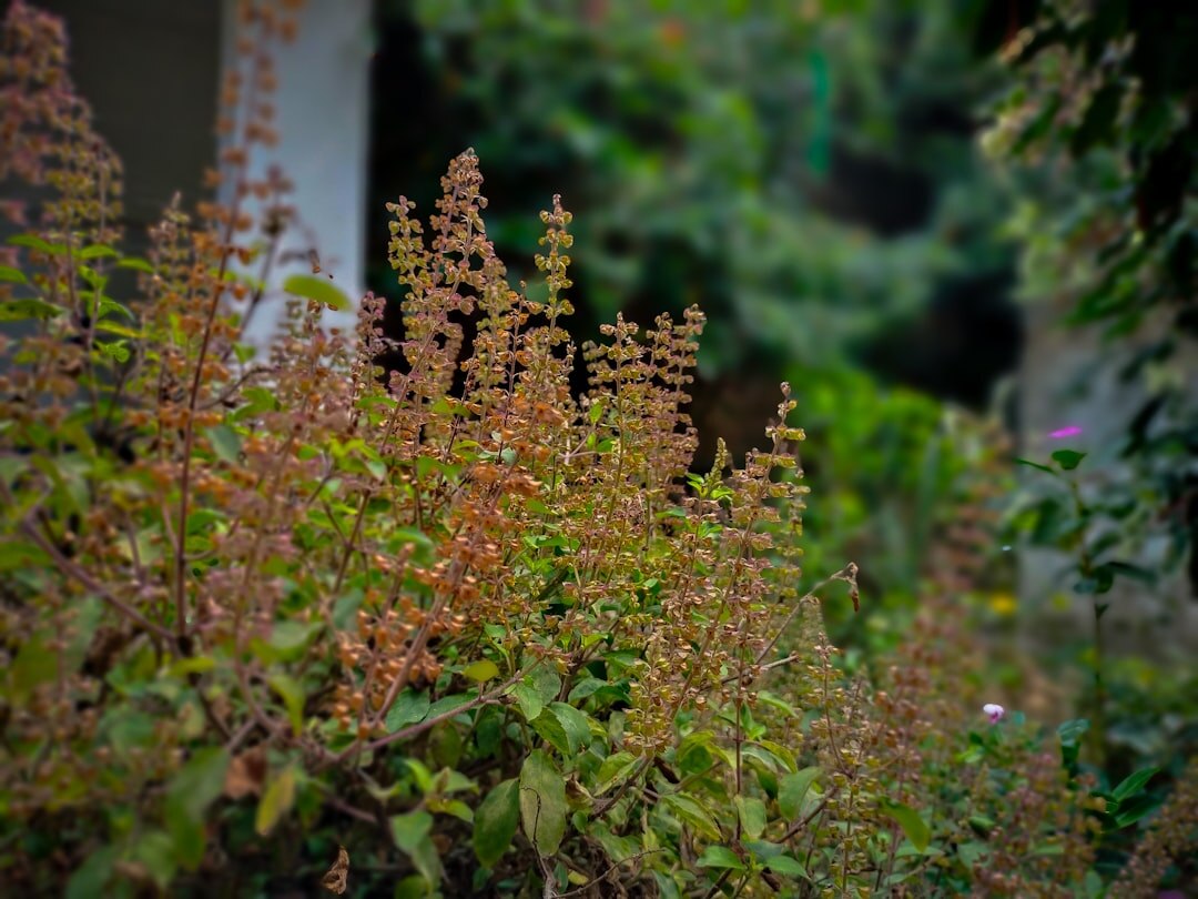 तुलसी के पास भूलकर भी न लगाएं ये पौधे, रुक सकती है ग्रोथ