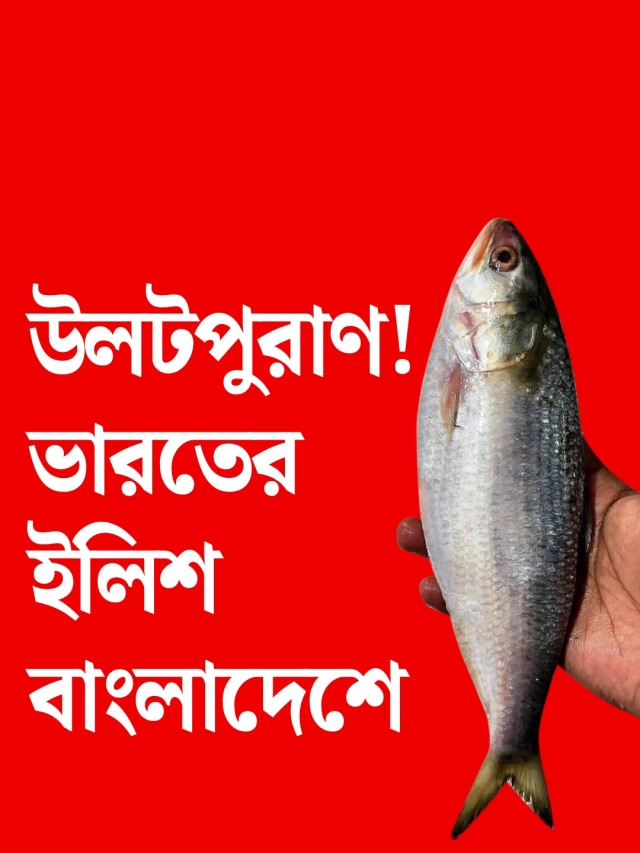 টন টন গেল বাংলাদেশে, গুজরাতি ইলিশের স্পেশালিটি জানুন