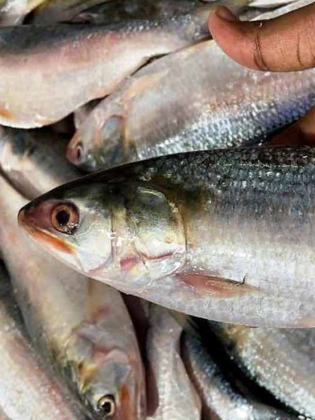ইলিশ কি কোলেস্টেরল বাড়ায়, জানুন সত্যিটা