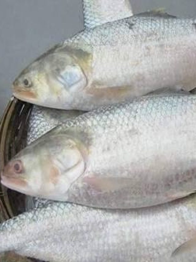 কোন সাইজের ইলিশ মাছ সবচেয়ে টেস্টি?
