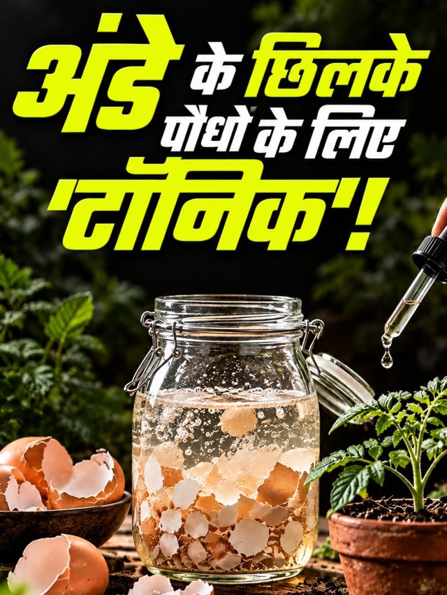 अंडे के छिलके फेंकें नहीं! बनाएं कैल्शियम वाली लिक्विड खाद, फल-फूल से भर जाएगा पौधा