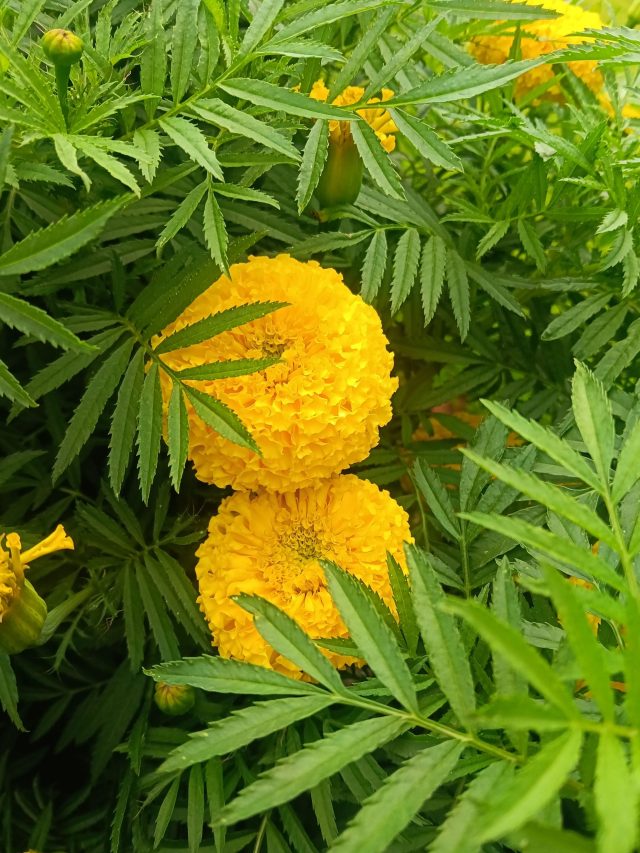 শীতে গাঁদা ফুল পেতে এখনই গাছ লাগান, যত্ন নেবেন কীভাবে?